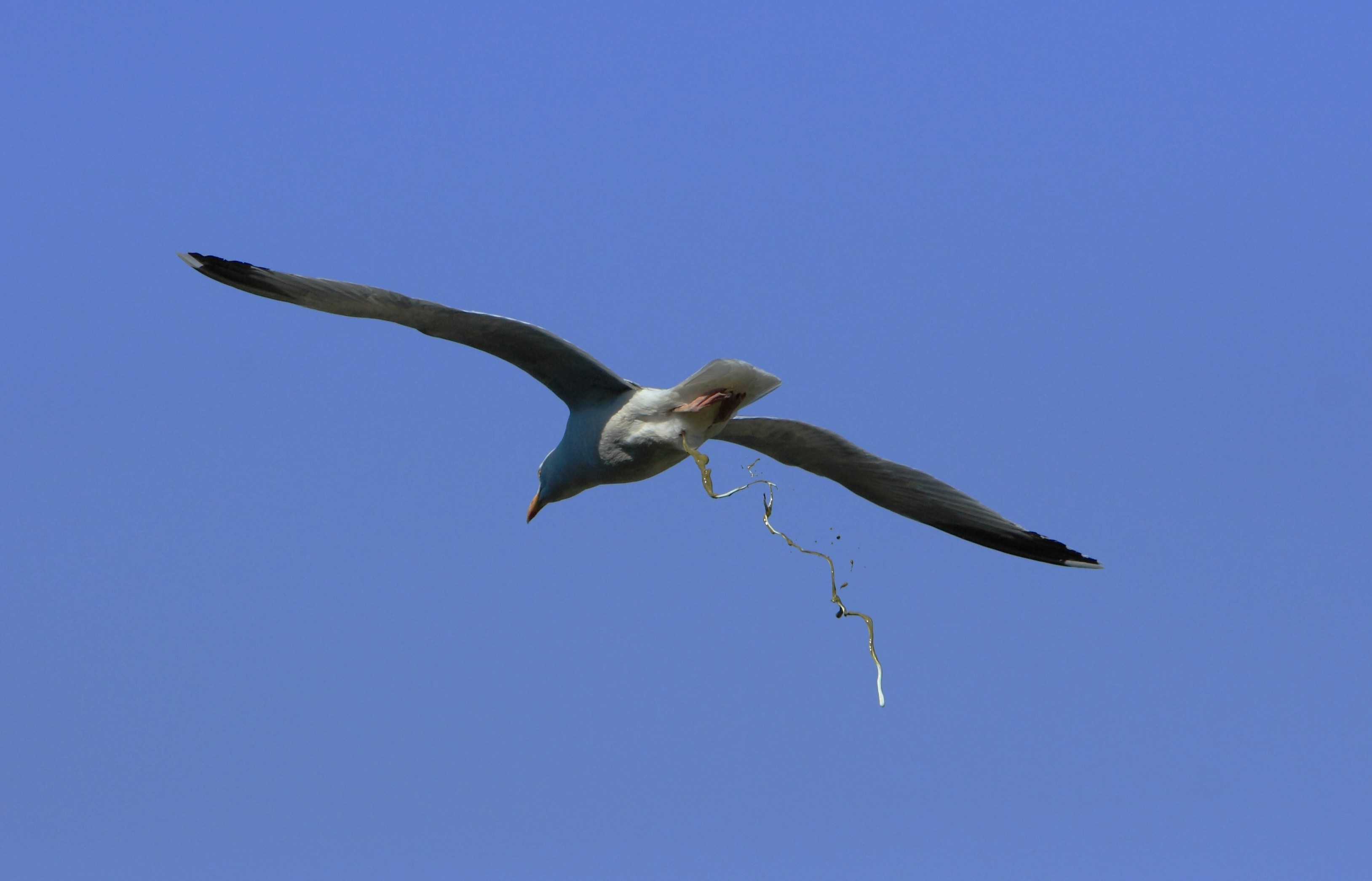 Herring gull pooping mid-flight. Image courtesy Wikimedia Commons.