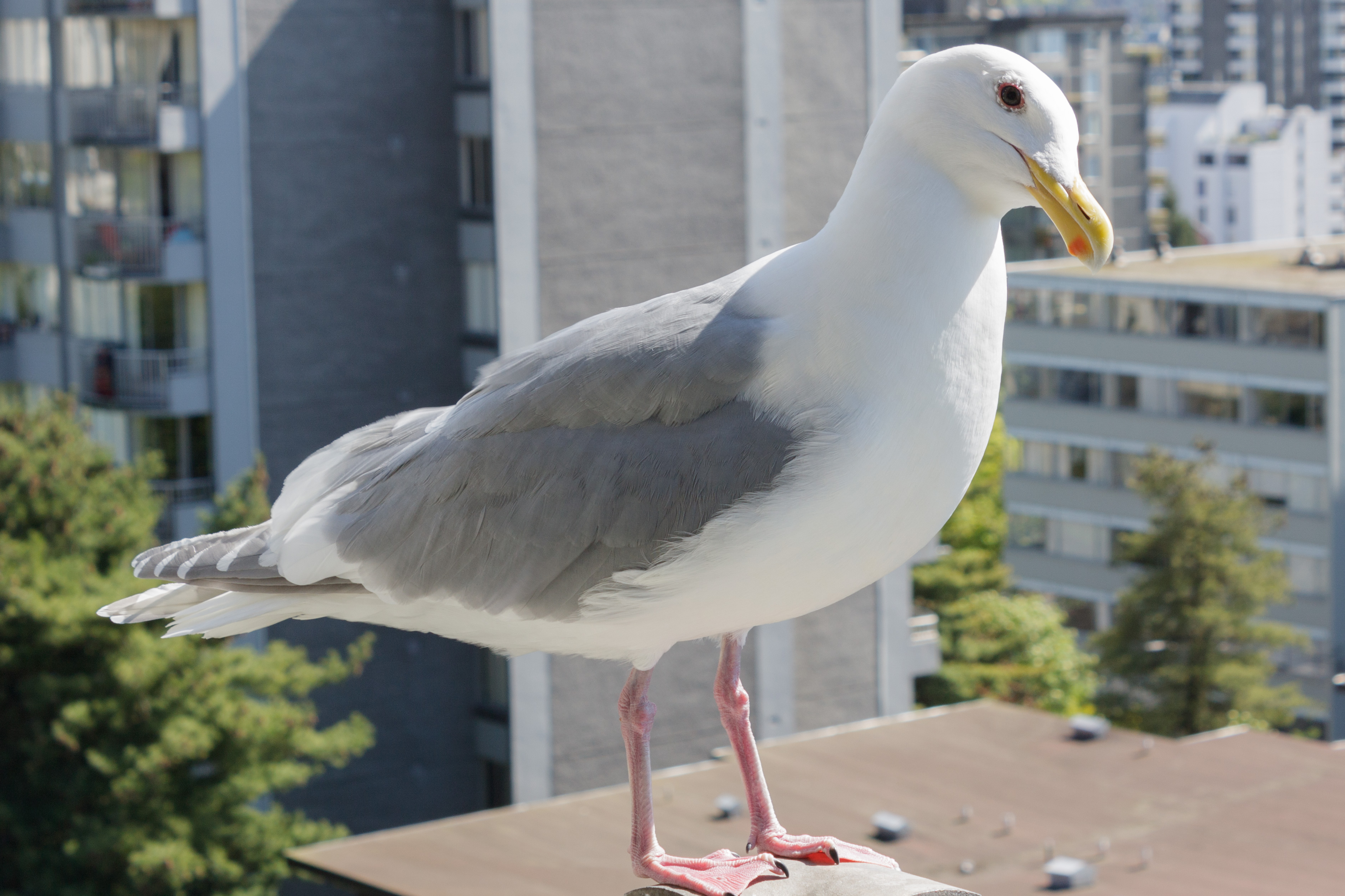 The glaucous-winged gull. Image courtesy Wikimedia Commons.