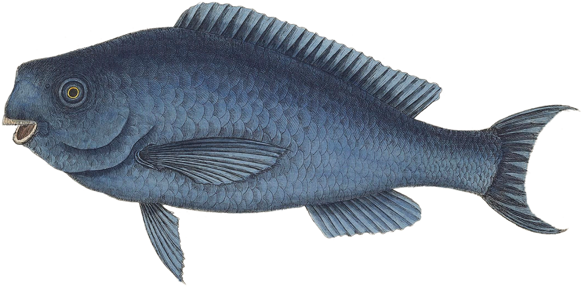 Novacula caerulea. From: 'The natural history of Carolina, Florida, and the Bahama Islands: London: Printed at the expense of the author, and sold by W. Innys and R. Manby, at the West End of St. Paul's, by Mr. Hauksbee, at the Royal Society House, and by the author, at Mr. Bacon's in Hoxton, MDCCXXXI-MDCCXLIII (i.e. 1729-1747). [https://biodiversitylibrary.org/page/40680114]' Image modified from the Biodiversity Heritage Library, an amazing free initiative seeking to digitize and share biodiversity knowledge.