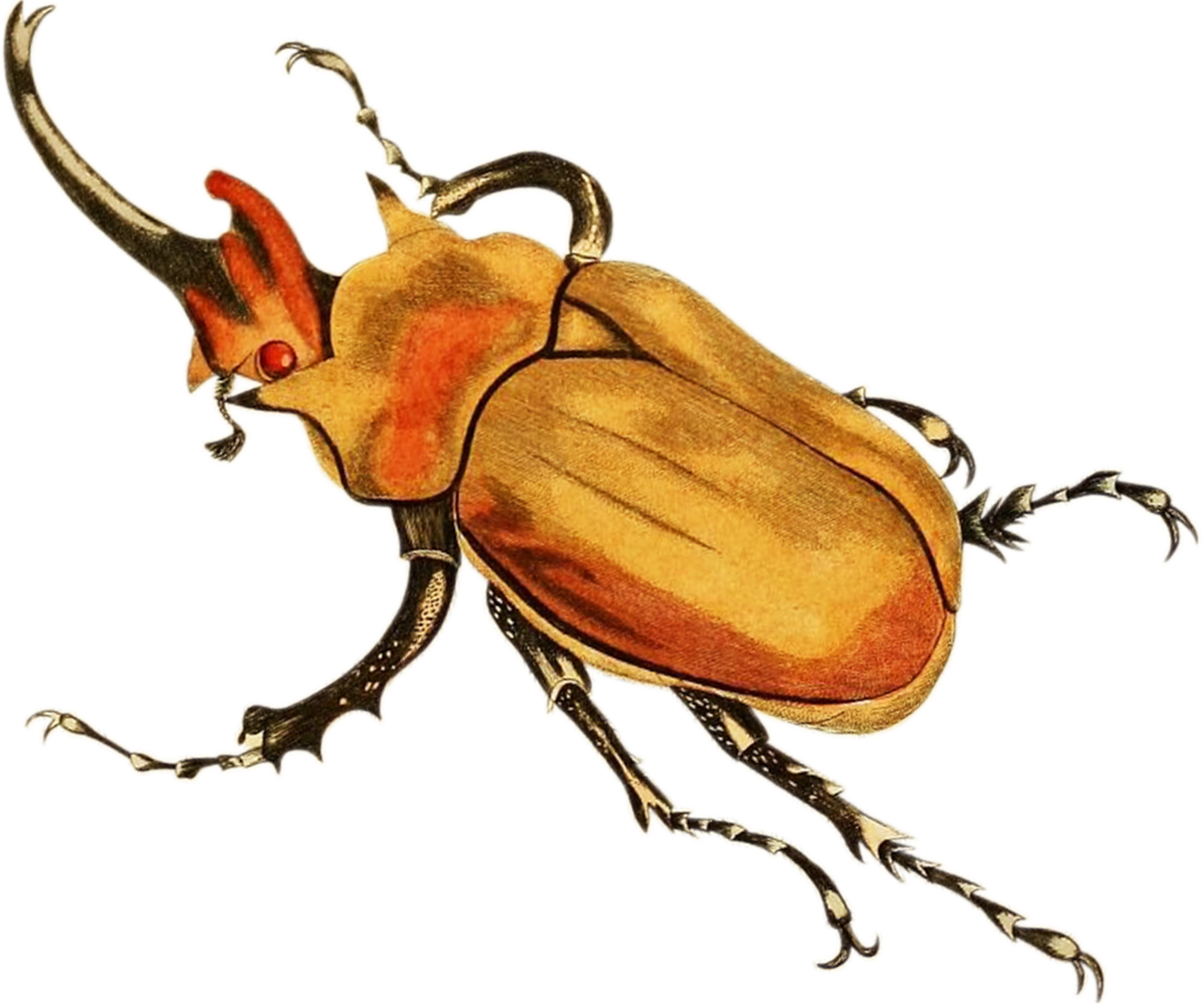 Elephant beetle, Scarabaeus elephas. From: 'Edinburgh journal of natural history and of the physical sciences. Edinburgh (etc.): Published for the proprietor (etc.), 1835-1840. [https://biodiversitylibrary.org/page/33665411]' Image modified from the Biodiversity Heritage Library, an amazing free initiative seeking to digitize and share biodiversity knowledge.