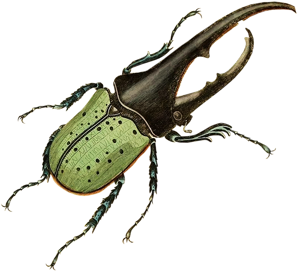 Hercules beetle, Scarabaeus hercules. From: 'Edinburgh journal of natural history and of the physical sciences. Edinburgh (etc.): Published for the proprietor (etc.), 1835-1840. [https://biodiversitylibrary.org/page/33665411]' Image modified from the Biodiversity Heritage Library, an amazing free initiative seeking to digitize and share biodiversity knowledge.