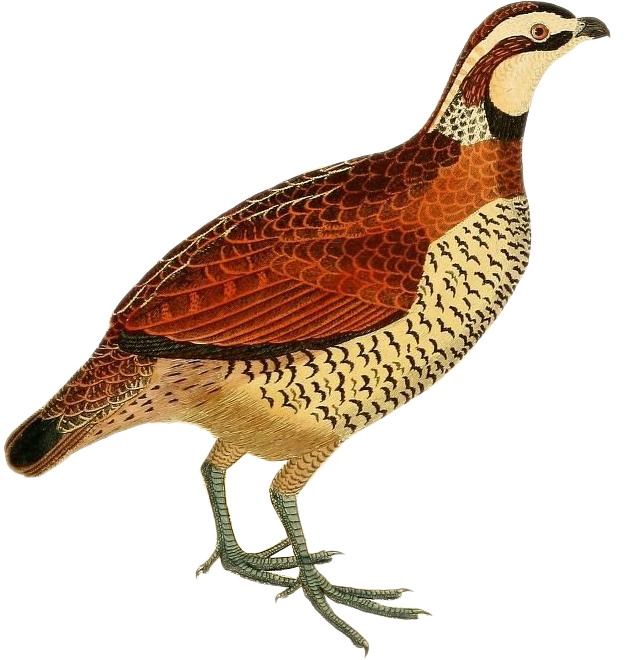 Virginia quail, O. virginiana. From: 'Edinburgh journal of natural history and of the physical sciences. Edinburgh (etc.): Published for the proprietor (etc.), 1835-1840. [https://biodiversitylibrary.org/page/33665397]' Image modified from the Biodiversity Heritage Library, an amazing free initiative seeking to digitize and share biodiversity knowledge.