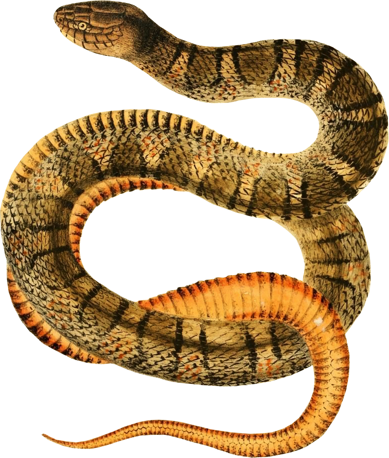 Tropidonotus sipedon. From: 'North American herpetology: Philadelphia, J. Dobson; 1842. [https://biodiversitylibrary.org/page/3991203]' Image modified from the Biodiversity Heritage Library, an amazing free initiative seeking to digitize and share biodiversity knowledge.