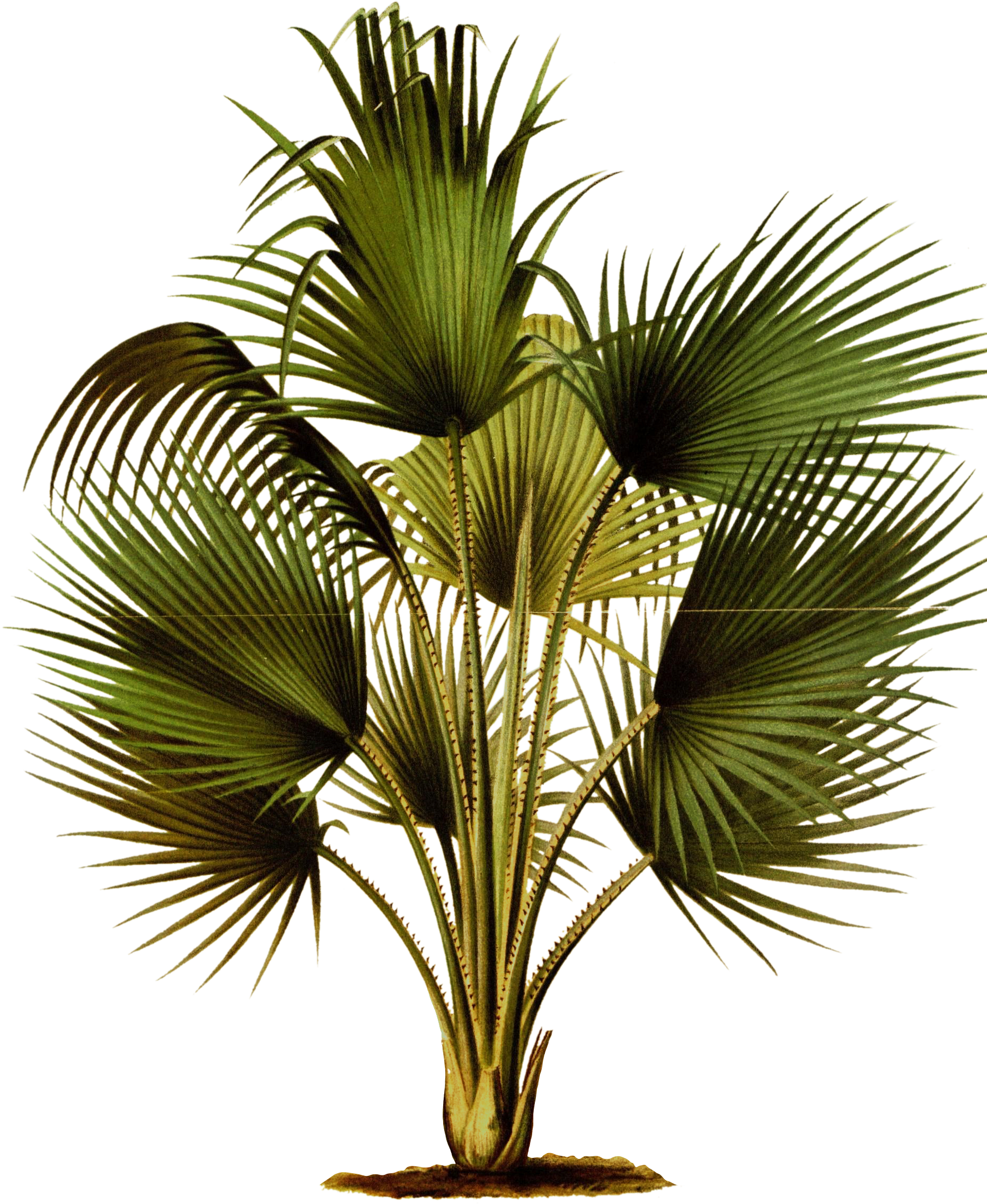 Thrinax barbadensis, Loddiges. From: 'L'illustration horicole: Gand, Belgium: Imprimerie et lithographie de F. et E. Gyselnyck, 1854-1896. [https://biodiversitylibrary.org/page/15986173]' Image modified from the Biodiversity Heritage Library, an amazing free initiative seeking to digitize and share biodiversity knowledge.