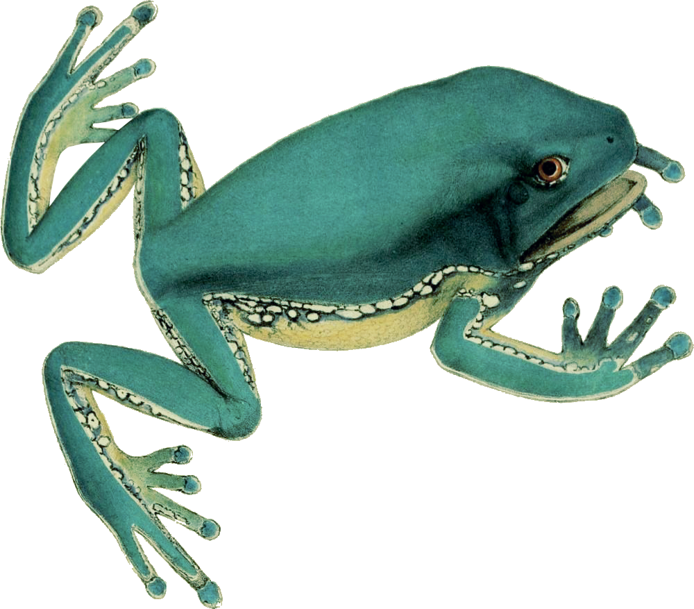 Hyla bicolor. From: 'Animalia nova sive species novae testudinum et ranarum: Monachii: F.S. Hbschmanni, 1824. [https://biodiversitylibrary.org/page/2948587]' Image modified from the Biodiversity Heritage Library, an amazing free initiative seeking to digitize and share biodiversity knowledge.