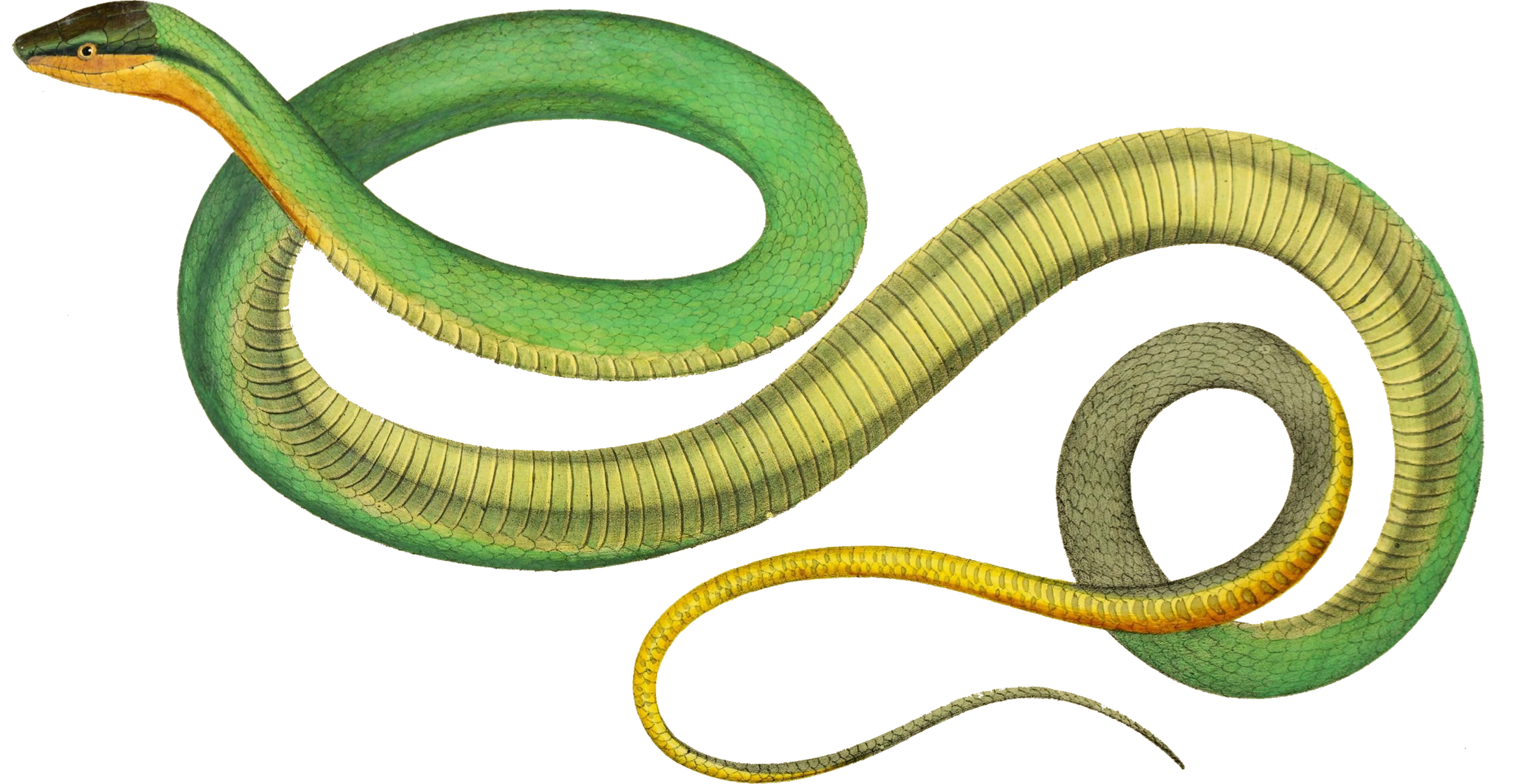 Gonyasoma viride. From: 'Descriptiones et icones amphiborium. Moachii, Stuttgartiae et Tubingae, Sumtibus. J.G. Cottae, 1828-1833. [https://biodiversitylibrary.org/page/43580107]' Image modified from the Biodiversity Heritage Library, an amazing free initiative seeking to digitize and share biodiversity knowledge.