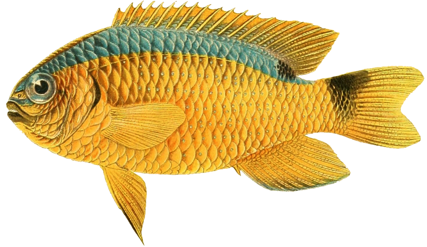 Abudefduf leucopomus. From: 'The fishes of Samoa. Washington, Government print off, 1906. [https://biodiversitylibrary.org/page/32055010]' Image modified from the Biodiversity Heritage Library, an amazing free initiative seeking to digitize and share biodiversity knowledge.